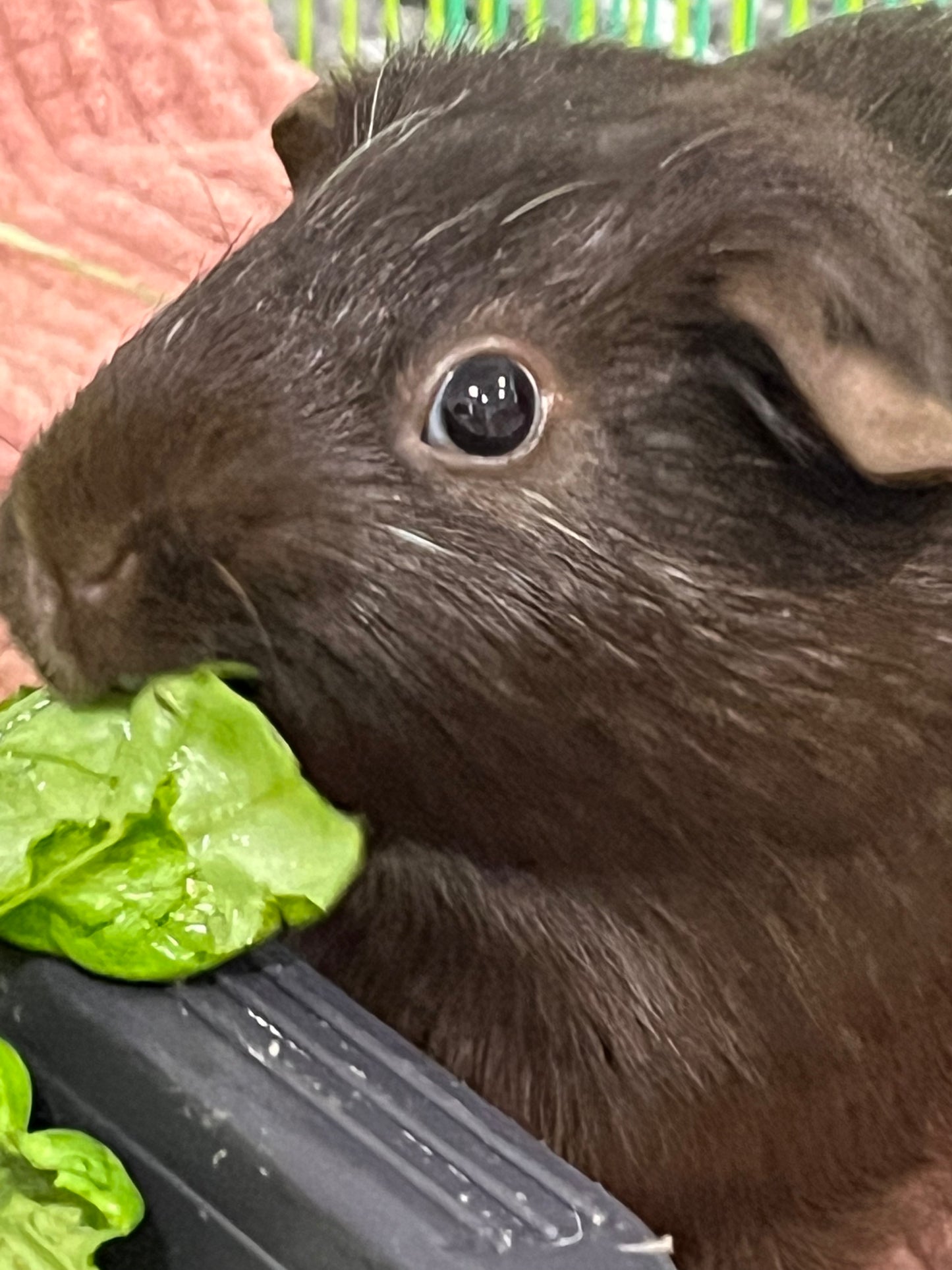 Pig Treat ❤️